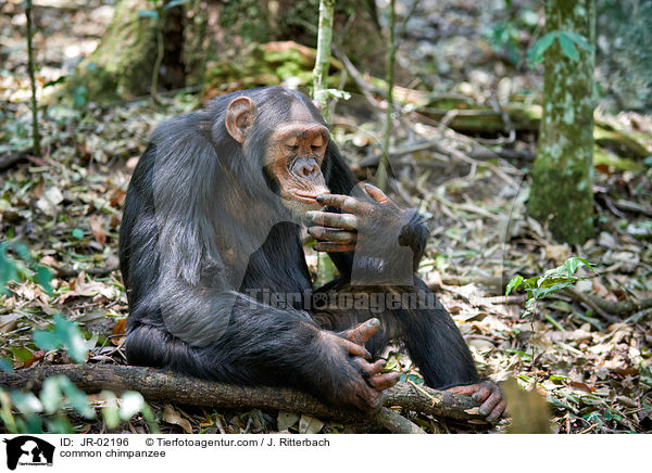 Schimpanse / common chimpanzee / JR-02196
