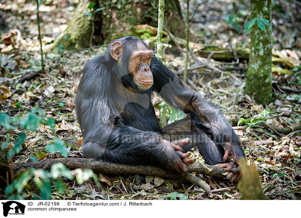 common chimpanzee / JR-02198