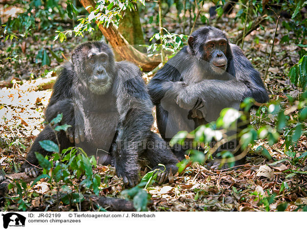 Schimpansen / common chimpanzees / JR-02199