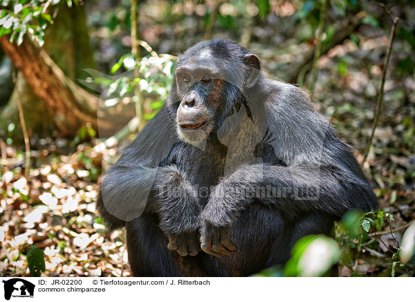 Schimpanse / common chimpanzee / JR-02200