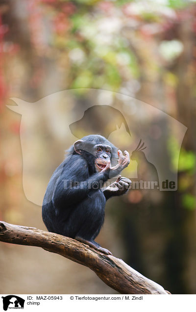 Schimpanse / chimp / MAZ-05943