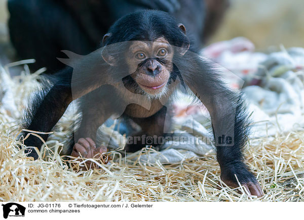 Schimpansen / common chimpanzees / JG-01176