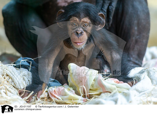 Schimpansen / common chimpanzees / JG-01197