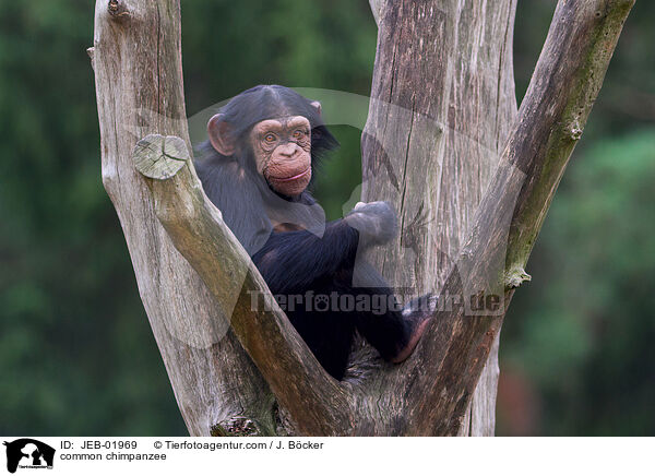 common chimpanzee / JEB-01969