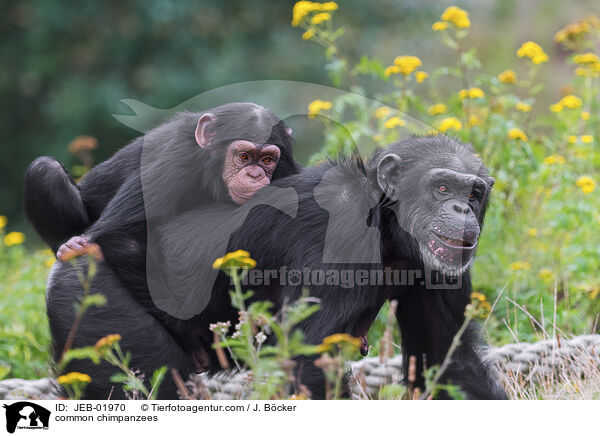 common chimpanzees / JEB-01970