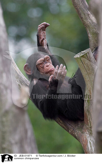 Schimpanse / common chimpanzee / JEB-01971