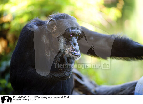 Schimpanse / common chimpanzee / MAZ-06151