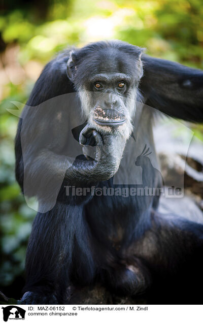 common chimpanzee / MAZ-06152