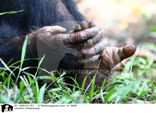 Schimpanse / common chimpanzee / AWO-01161