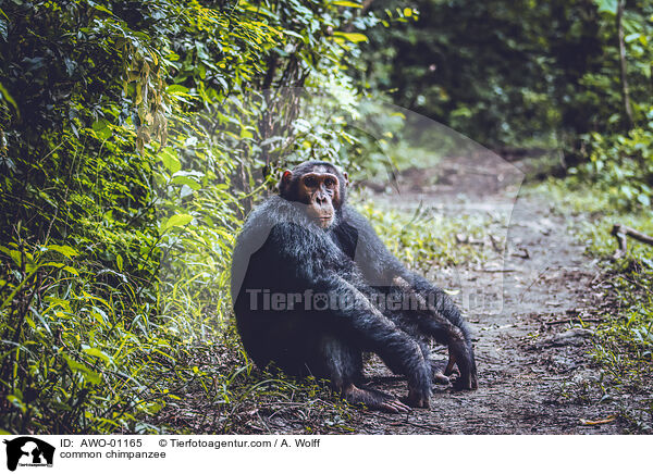 common chimpanzee / AWO-01165