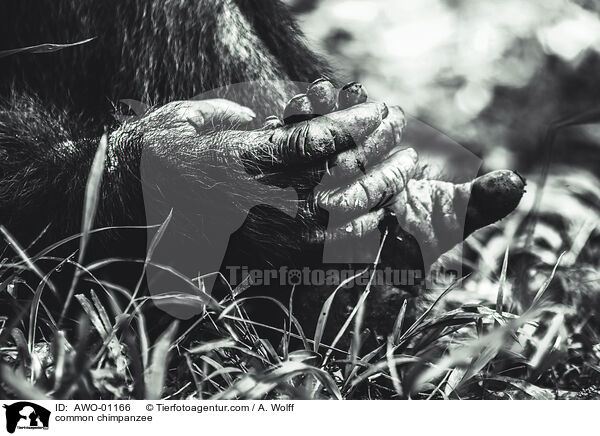common chimpanzee / AWO-01166