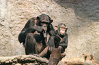 two chimpanzees