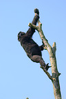 chimpanzee