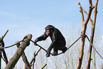 chimp