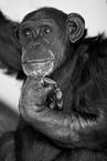 chimpanzee