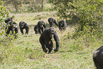 common chimpanzees