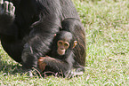 common chimpanzee baby