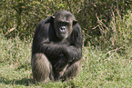 common chimpanzee