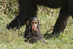 common chimpanzee baby