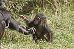 common chimpanzees