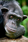 robust chimpanzee