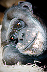 robust chimpanzee