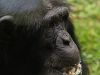 common chimpanzee