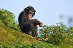 chimpanzee