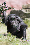 common chimpanzee