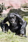 common chimpanzee