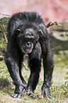 common chimpanzee