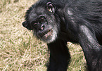 common chimpanzee