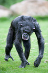 common chimpanzee