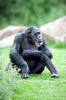 common chimpanzee