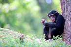 common chimpanzee