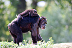 common chimpanzee