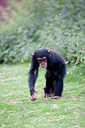 common chimpanzee