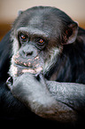 common chimpanzee