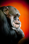 common chimpanzee