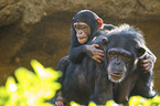 chimpanzees