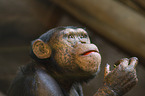 chimpanzee