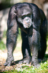 common chimpanzee