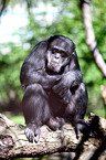 common chimpanzee