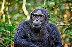 common chimpanzee