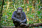 common chimpanzee