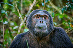 common chimpanzee