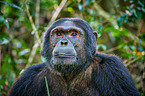 common chimpanzee