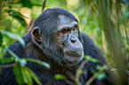 common chimpanzee