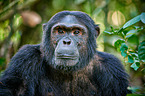 common chimpanzee