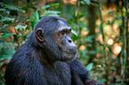 common chimpanzee